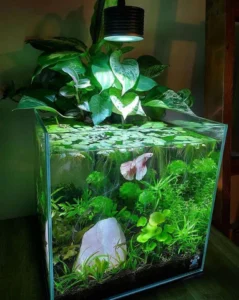 betta aq.5