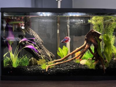 betta aq.6