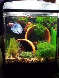 betta aquarium 3
