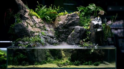 paludarium 1