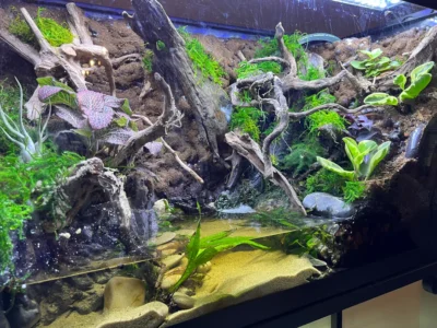 paludarium 2.