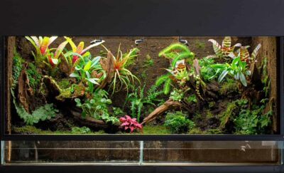 paludarium 3