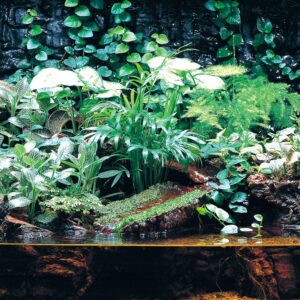 paludarium 4