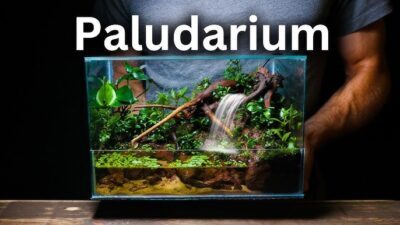 paludarium 5