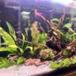 Fish Aquarium Bawana Delhi